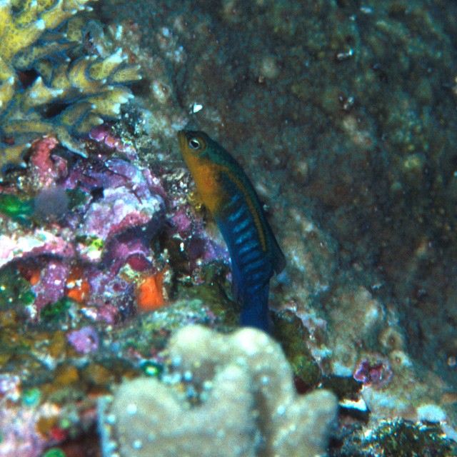 Pseudochromis cyanotaenia